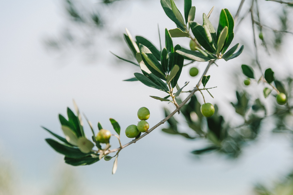 Raccolta delle olive: la riscoperta dei “lavori semplici”