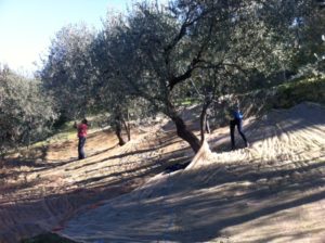 Raccolta delle olive